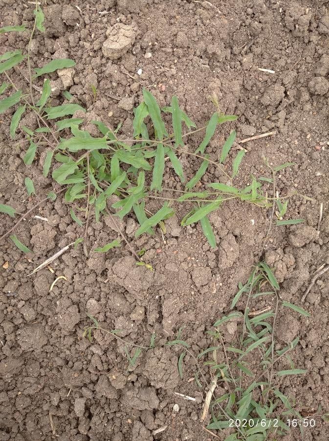 Ipomoea blepharophylla leaf