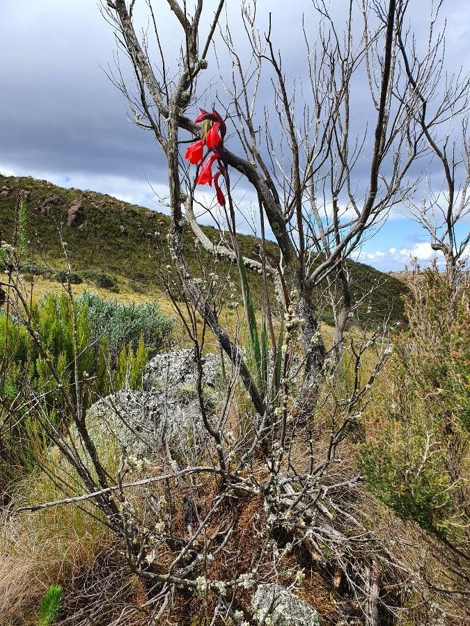Gladiolus watsonioides habit
