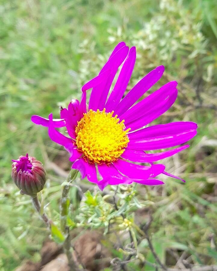Senecio pulcher flower