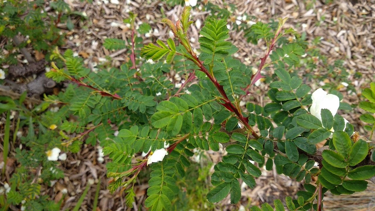 Rosa omeiensis — houseplant care guide