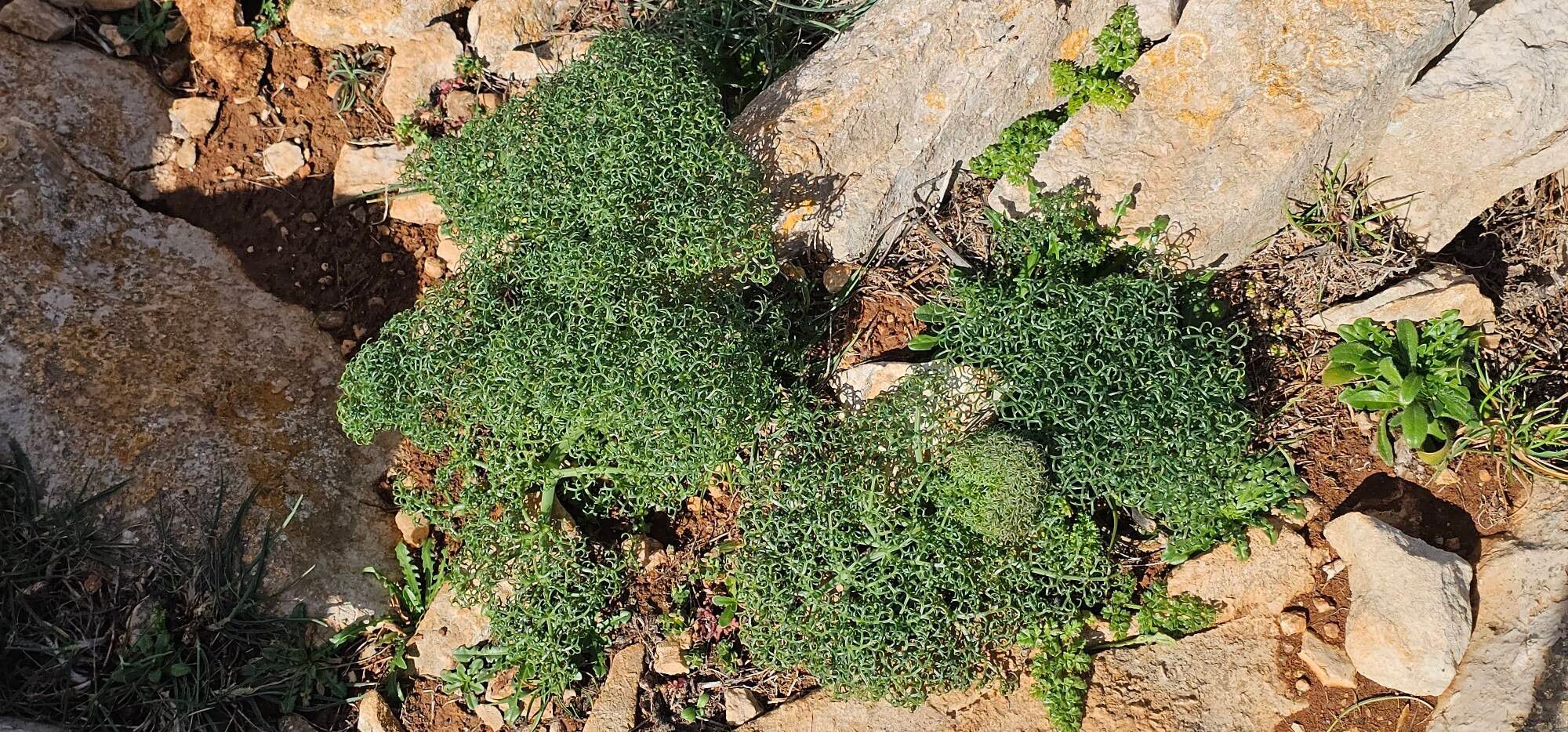 Ferula arrigonii habit