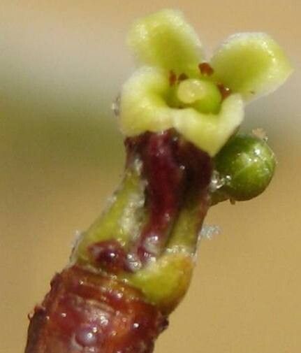 Commiphora multijuga — houseplant care guide