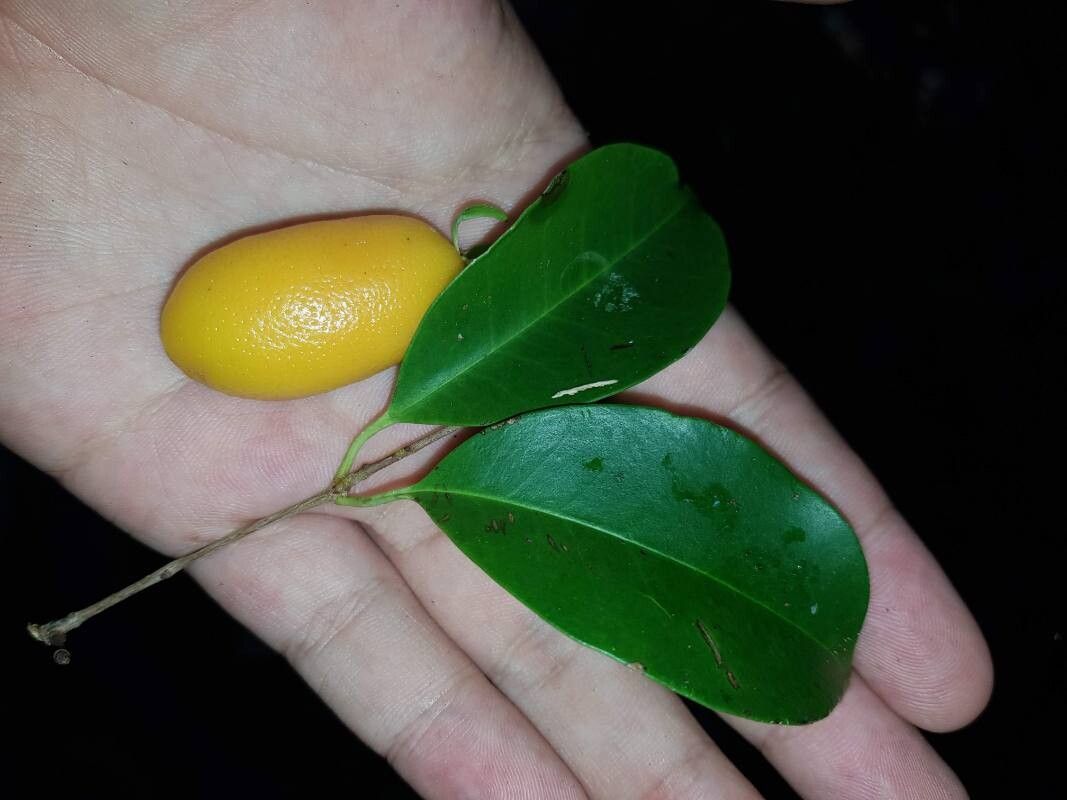 Eugenia hammelii — houseplant care guide