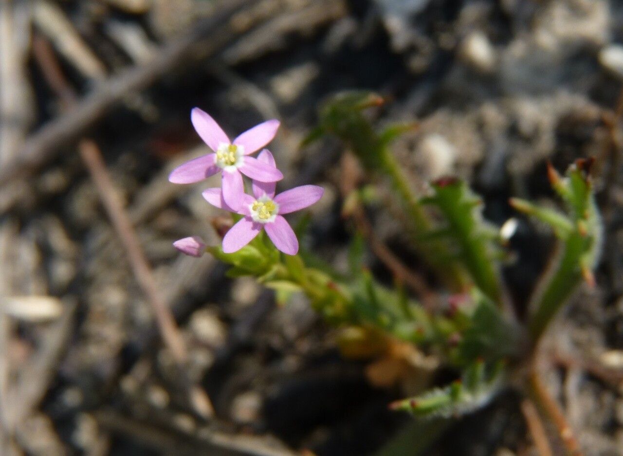 Centaurium tenuiflorum flower