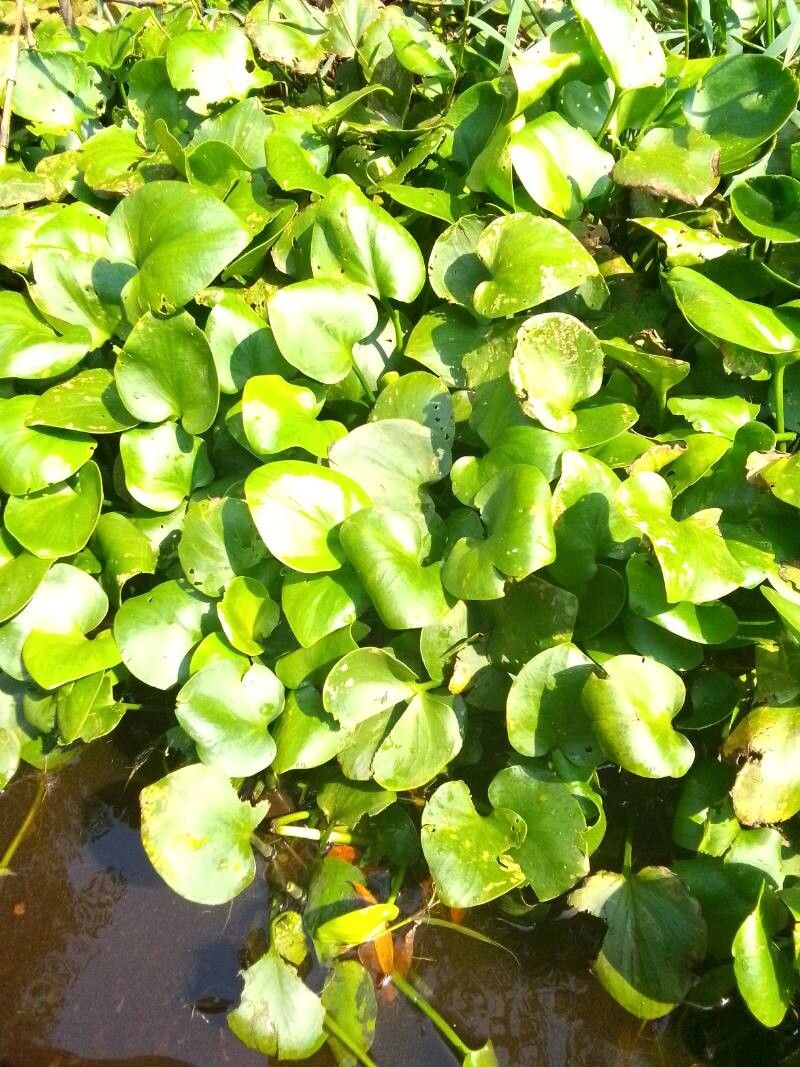 Hydrocharis chevalieri — related species from the same genus