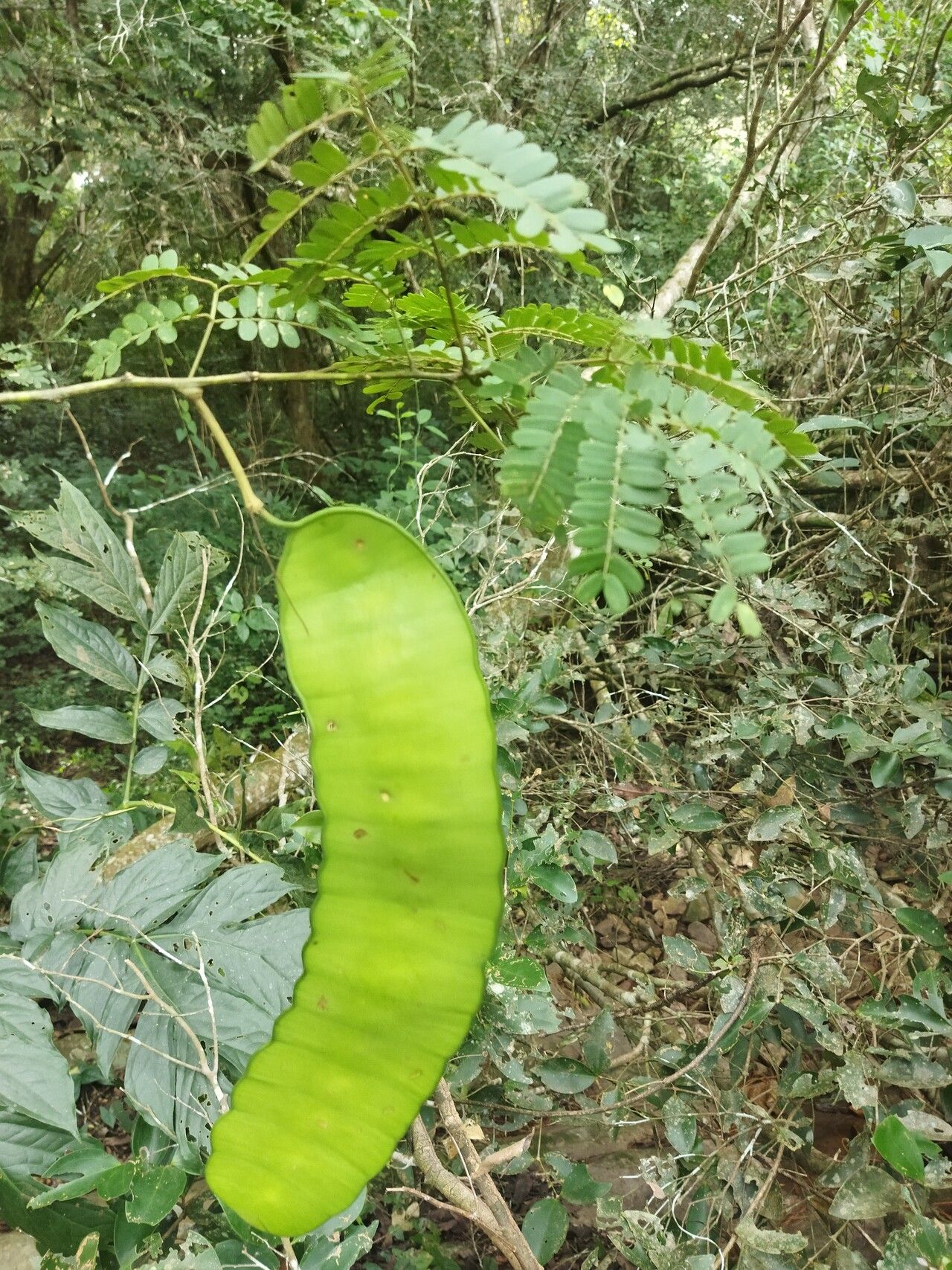 Entada mannii — search result for 'Entada'