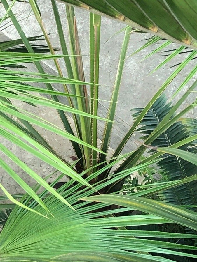 Livistona speciosa bark