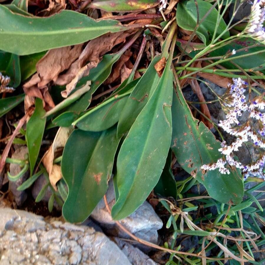 Limonium vulgare — cold hardy houseplant