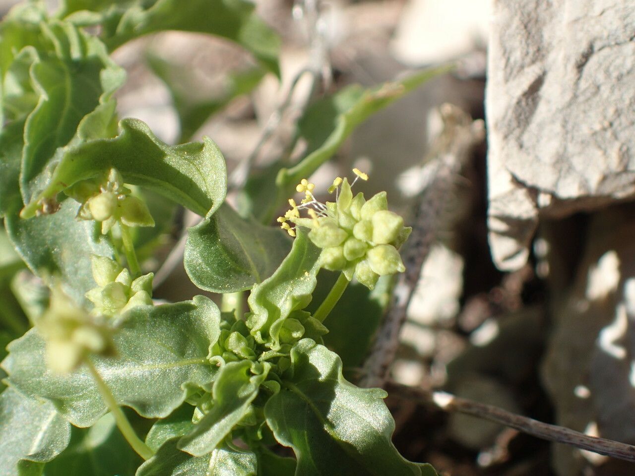 Mercurialis huetii flower