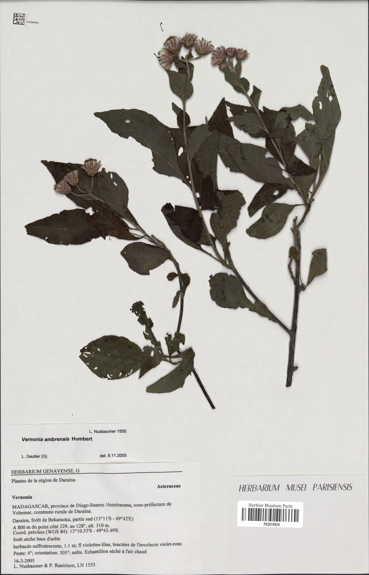 Vernonia ambrensis — search result for 'Vernonia'