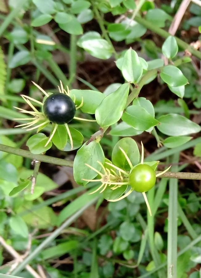 Jasminum subtriplinerve — search result for 'Oleaceae'
