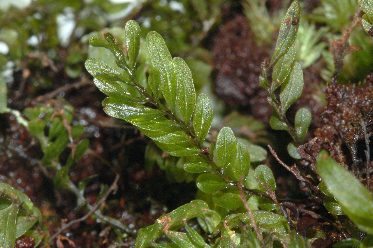 Hymenophyllum mnioides leaf