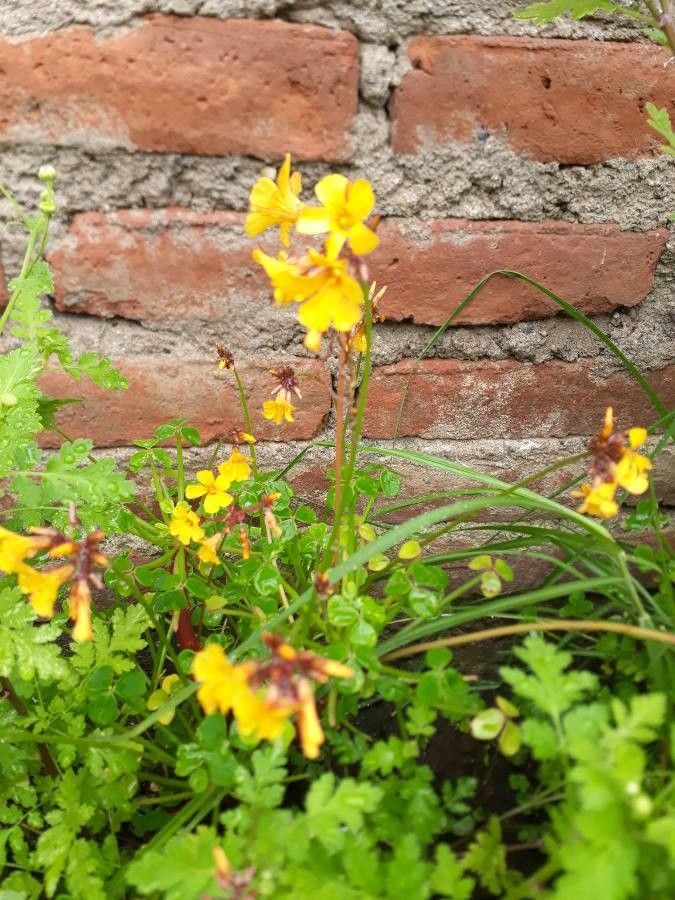 Oxalis tuberosa flower