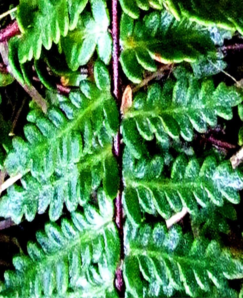 Hemionitis sinuata leaf