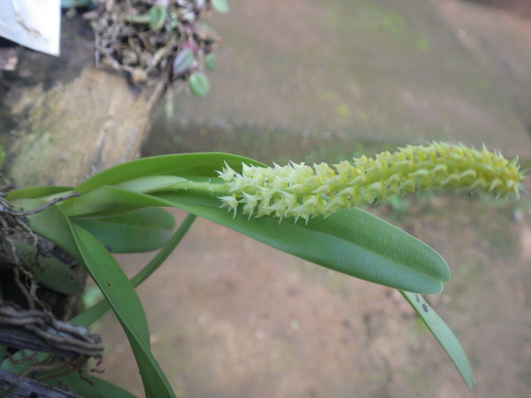 Polystachya polychaete leaf