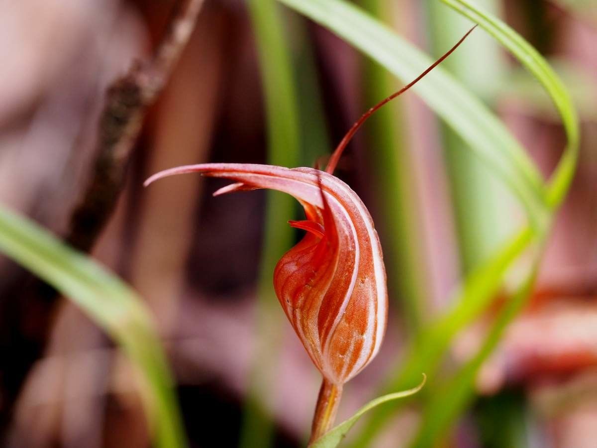 Pterostylis splendens flower
