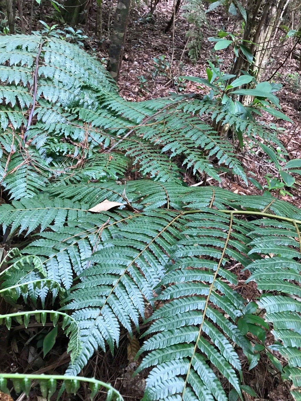 Cyathea cyatheoides — houseplant care guide