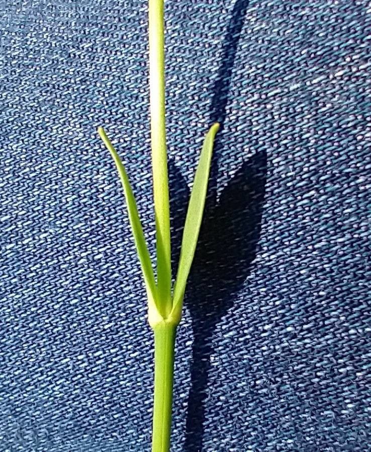 Sabatia gentianoides — houseplant care guide