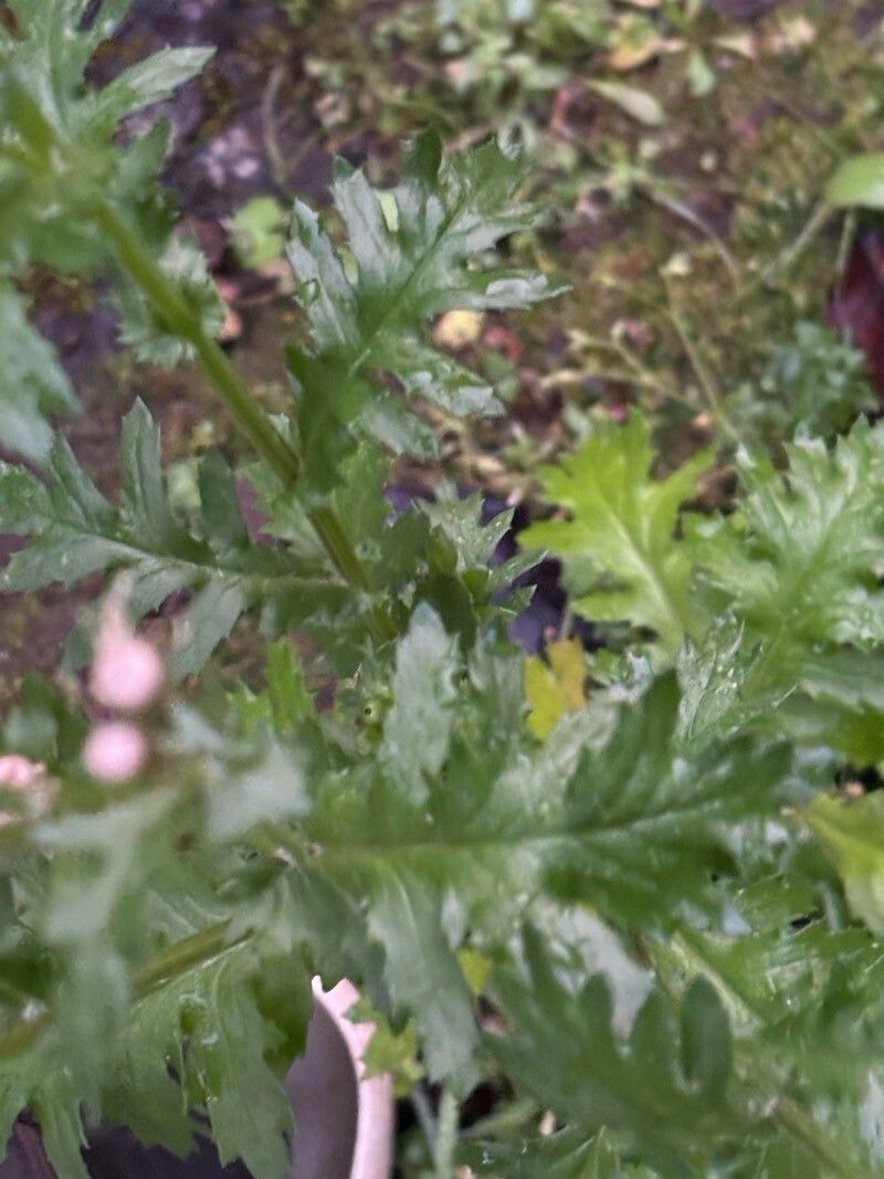 Senecio teneriffae — houseplant care guide