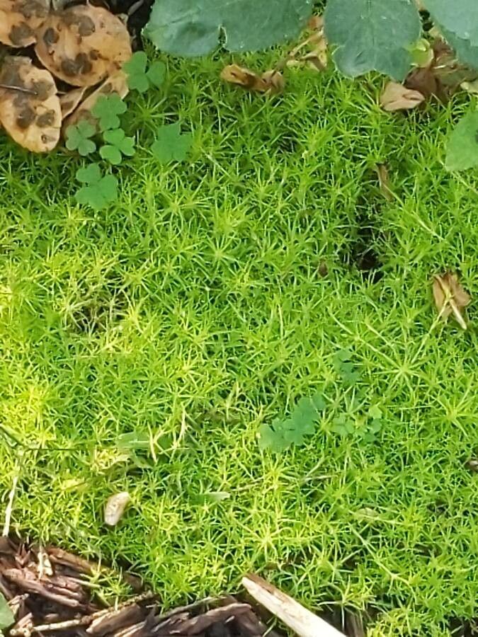 Colobanthus subulatus leaf