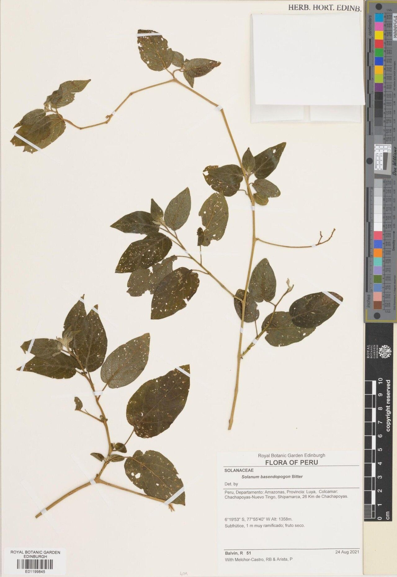 Solanum basendopogon — houseplant care guide