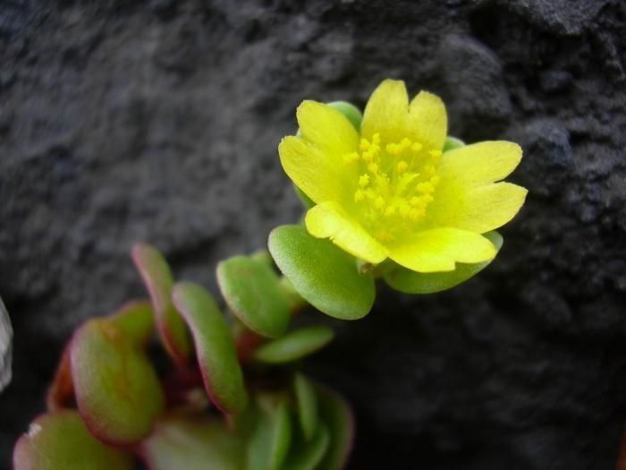 Portulaca lutea — houseplant care guide
