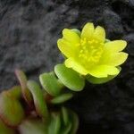 Portulaca lutea