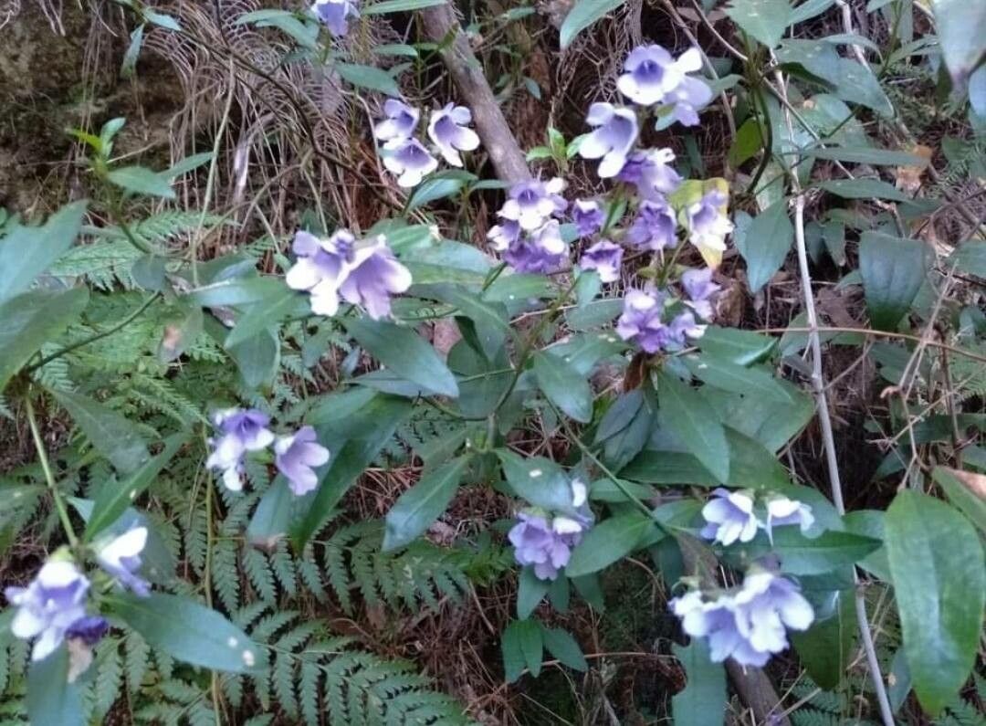 Prostanthera caerulea — related species from the same genus