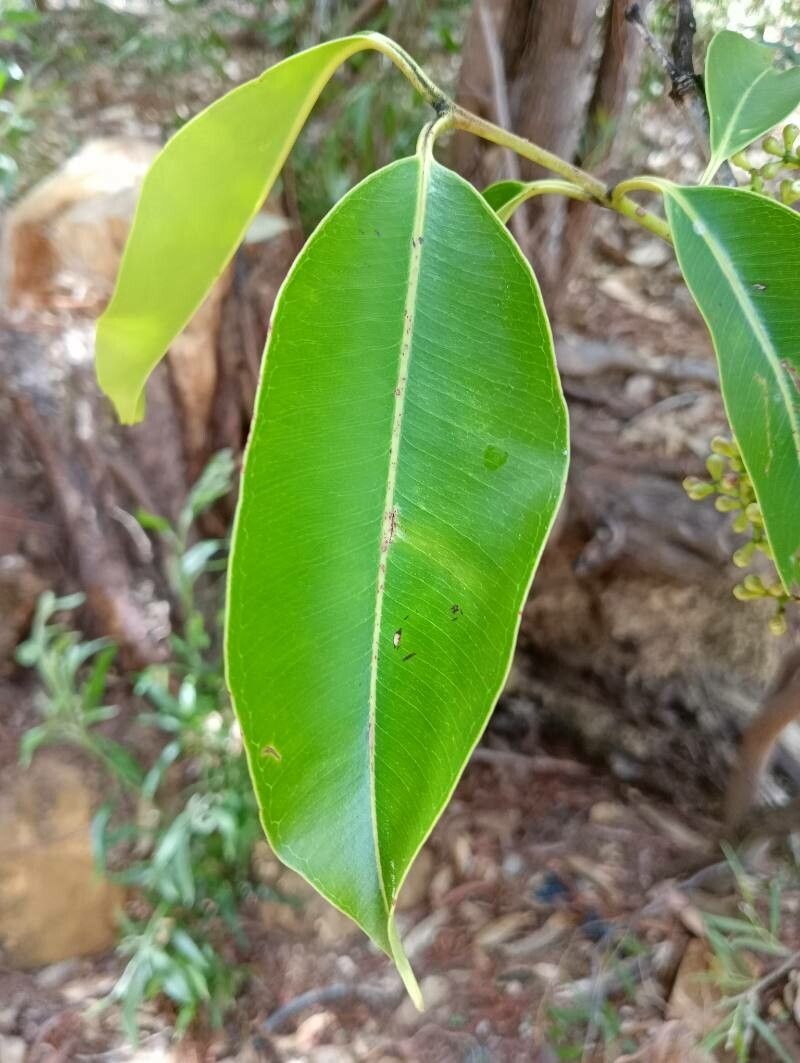 Syzygium emirnense — houseplant care guide