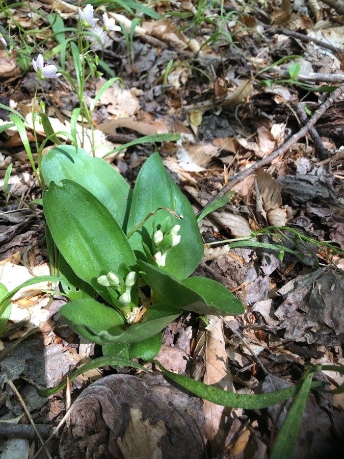 Galearis spectabilis leaf