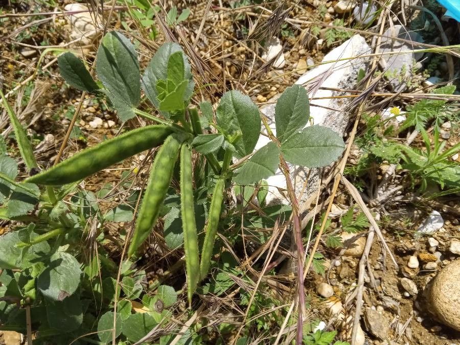 Vicia serratifolia fruit