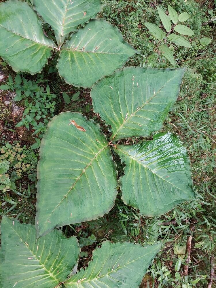 Arisaema griffithii leaf