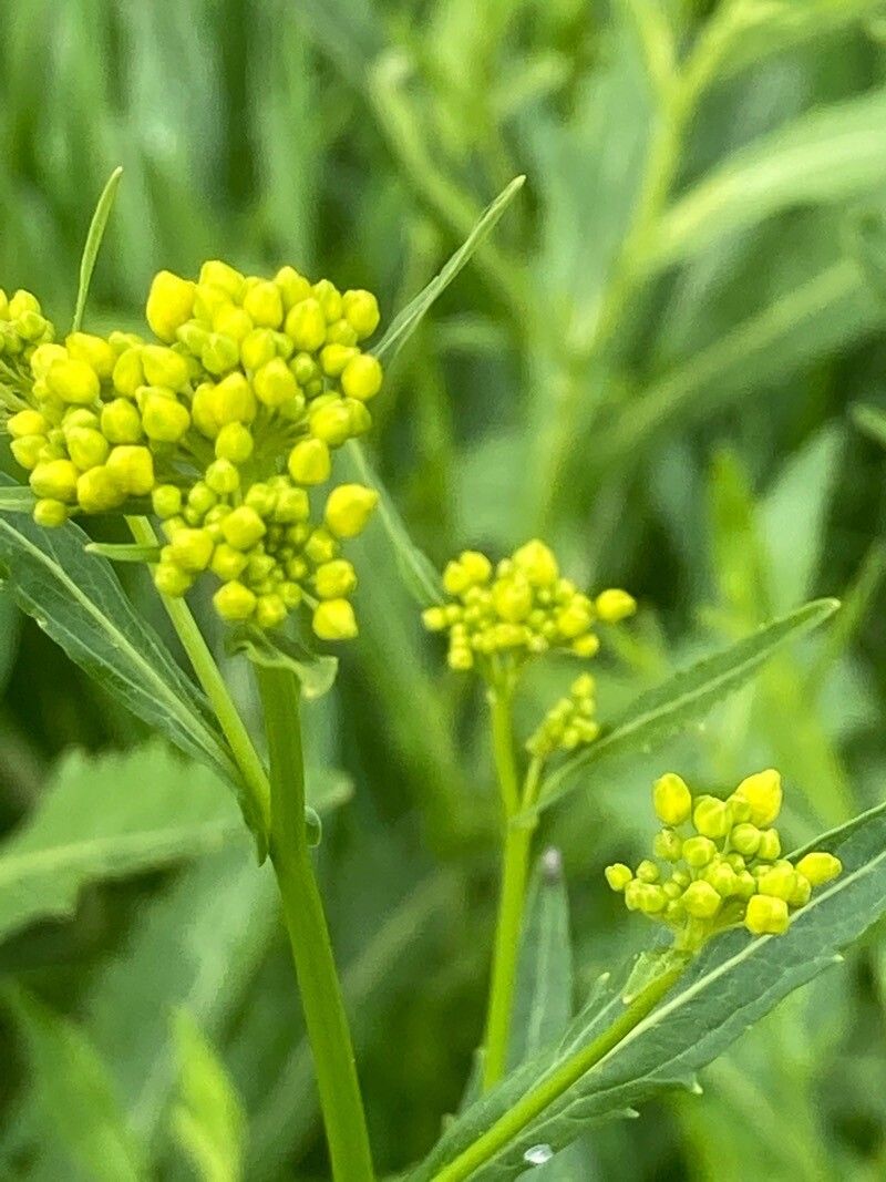 Rorippa austriaca flower
