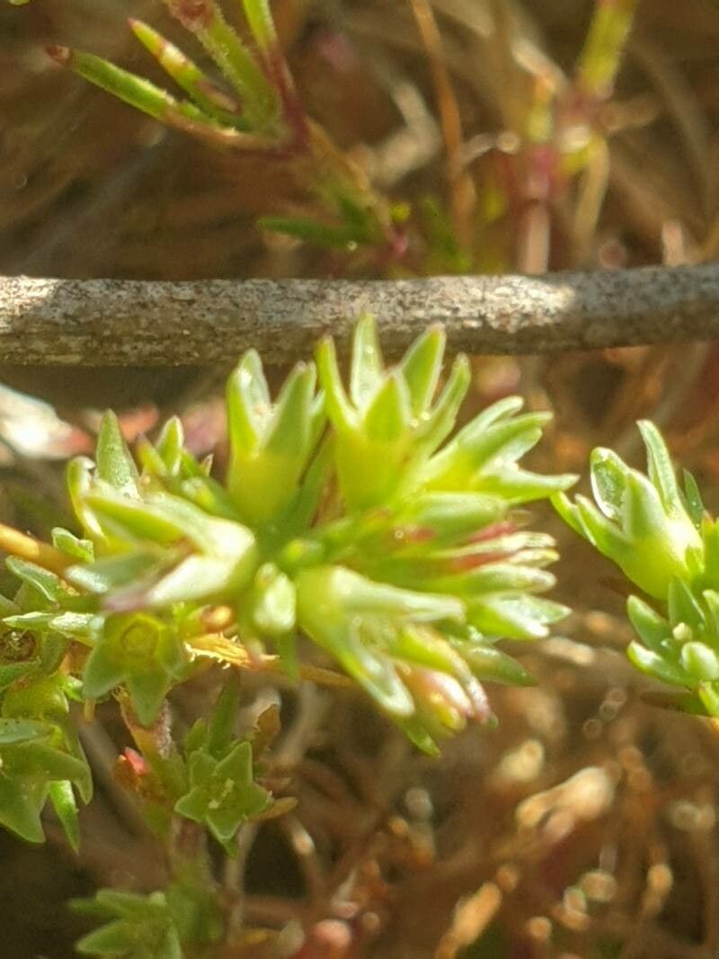 Scleranthus annuus fruit