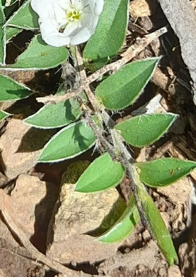 Evolvulus sericeus — houseplant care guide