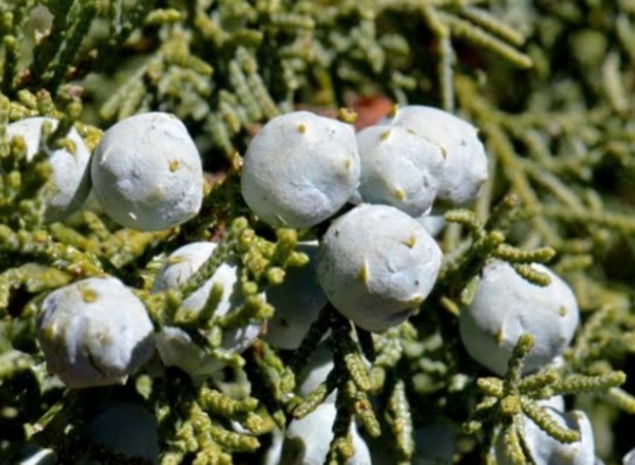 Juniperus deppeana fruit