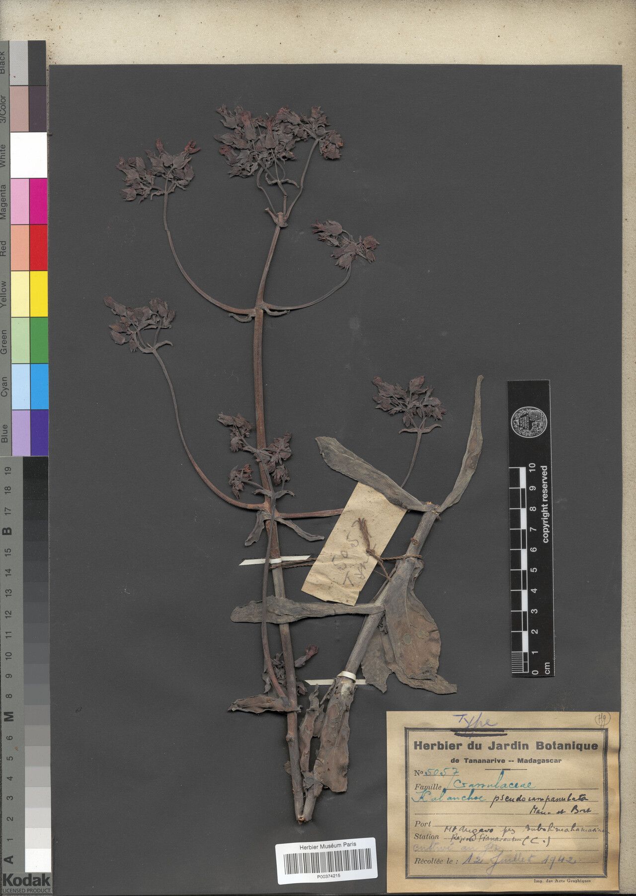 Kalanchoe pseudocampanulata — houseplant care guide