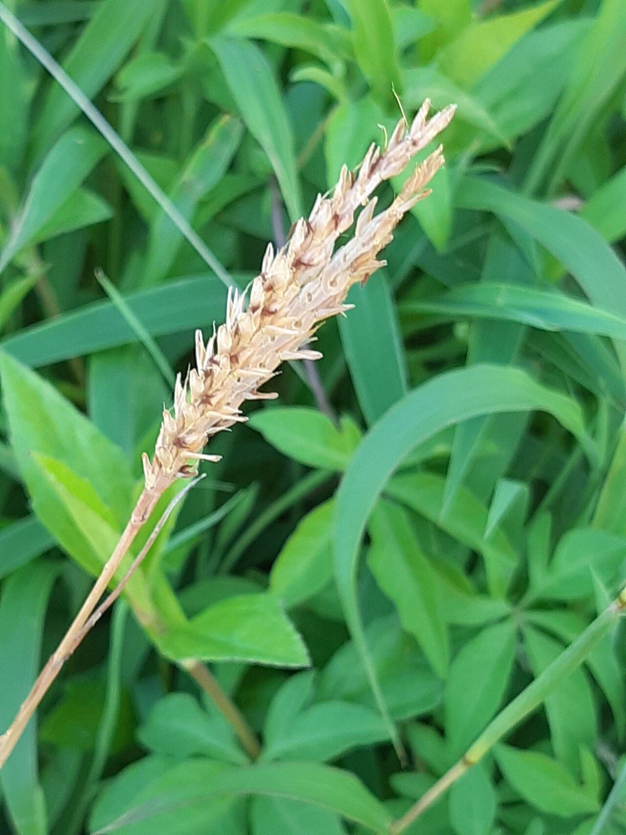 Ischaemum ciliare fruit
