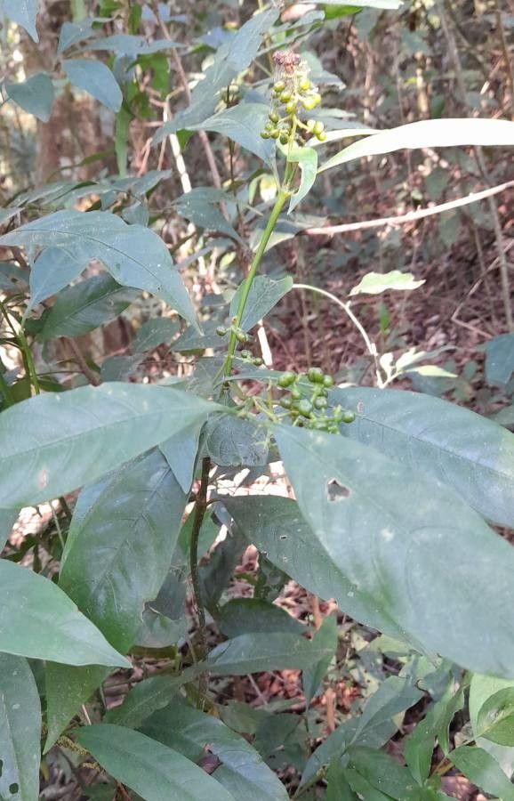 Psychotria myriantha habit