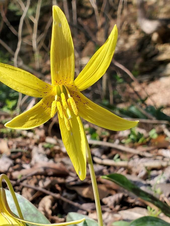Erythronium rostratum flower