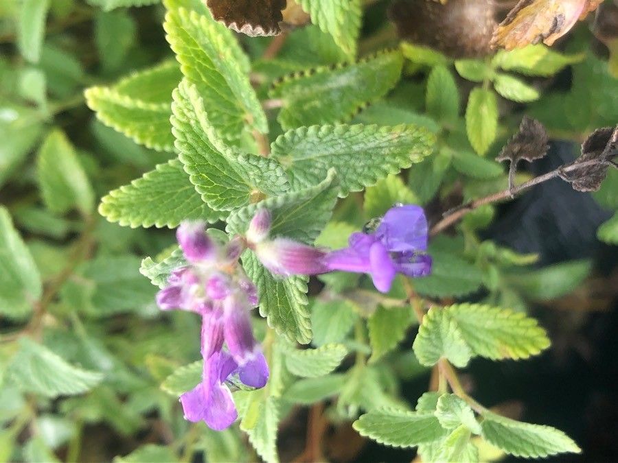 Nepeta × faasenii flower