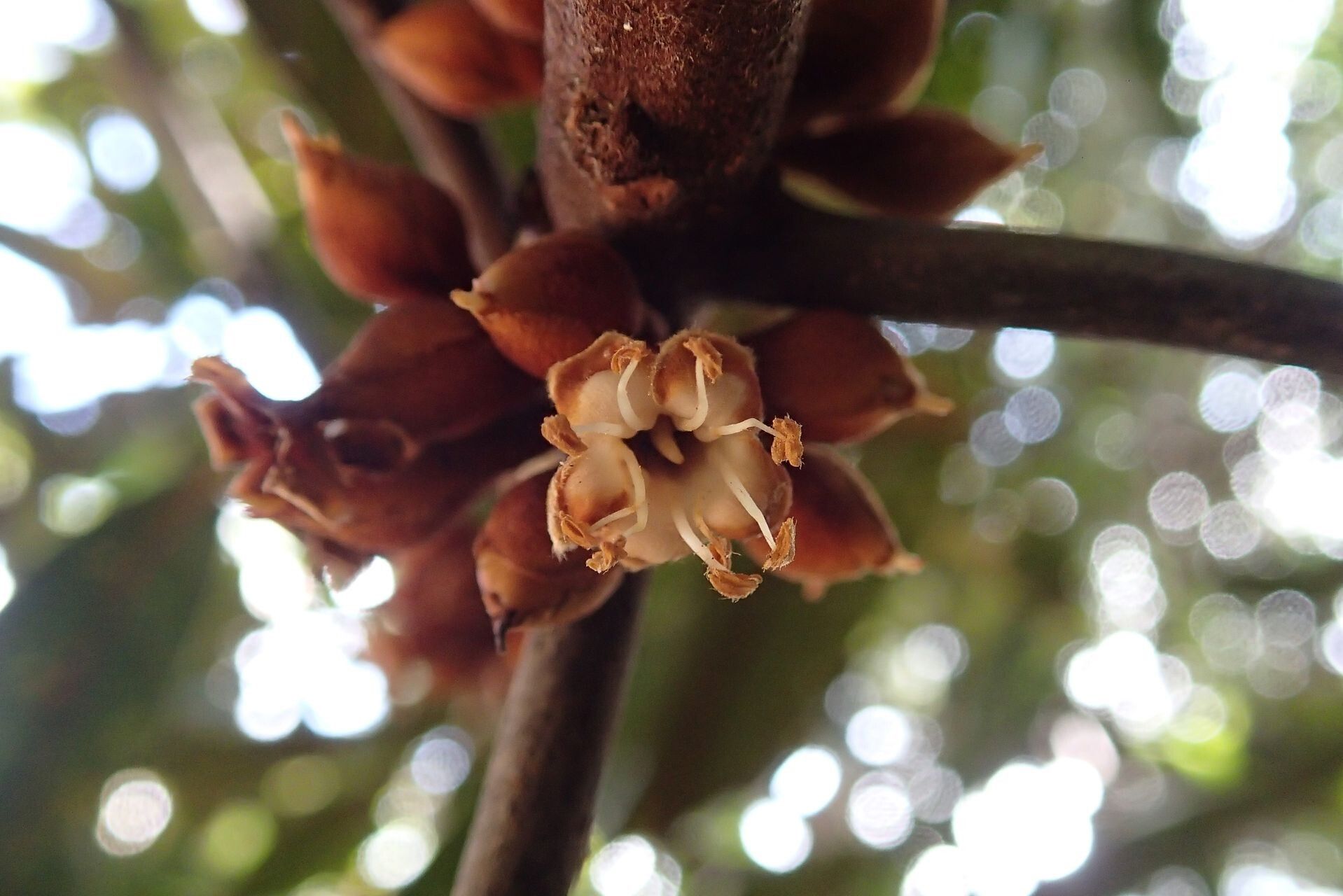 Pycnandra pubiflora fruit