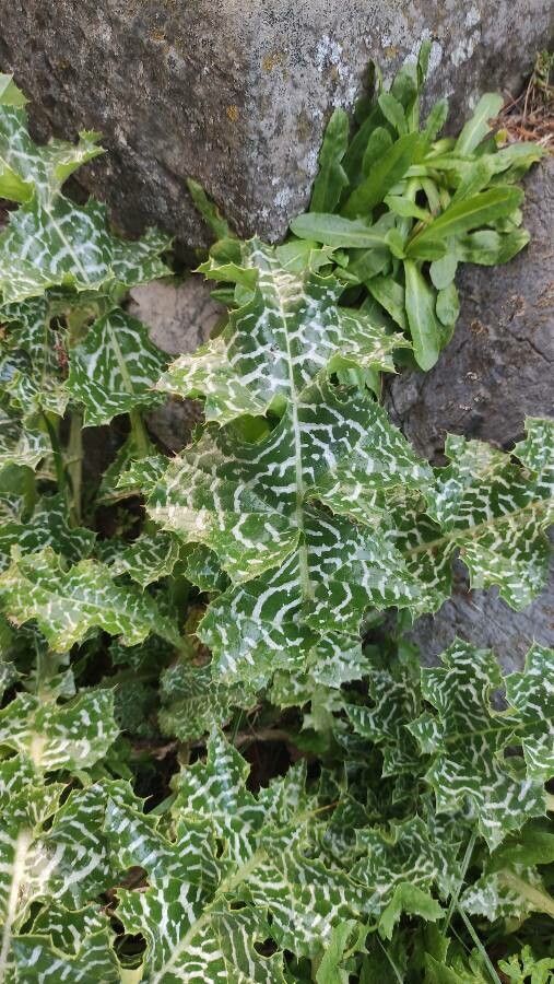 Silybum marianum — search result for 'southern Asia'