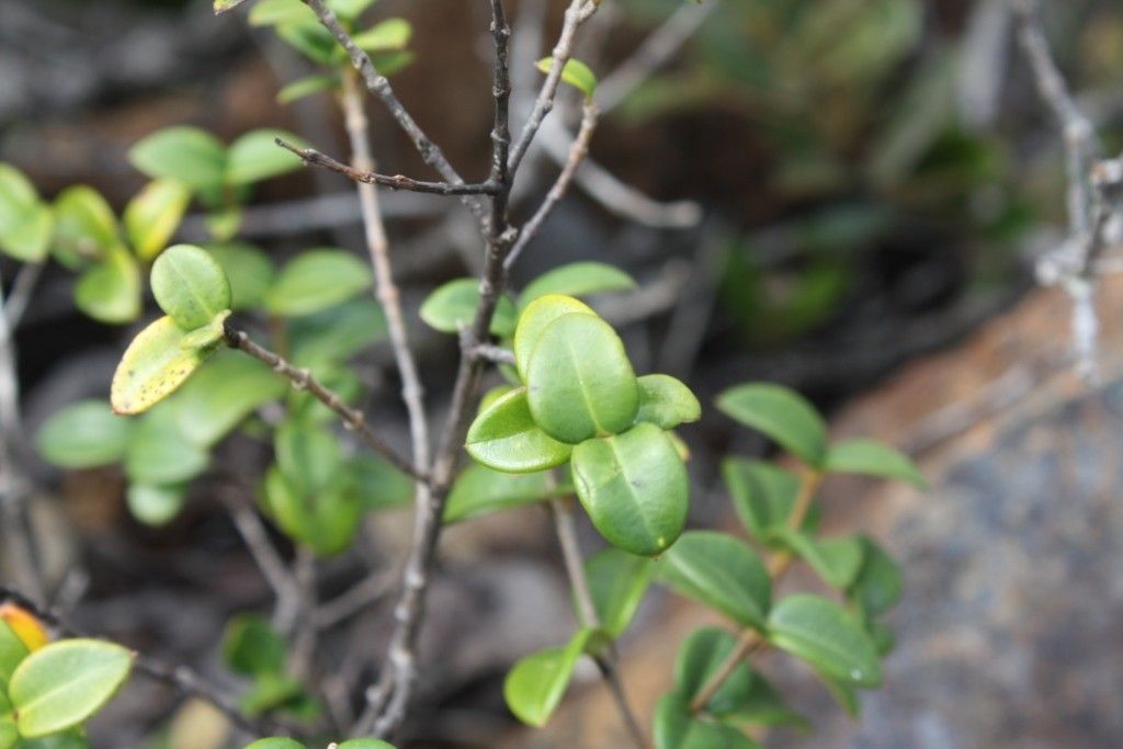 Alyxia cylindrocarpa fruit