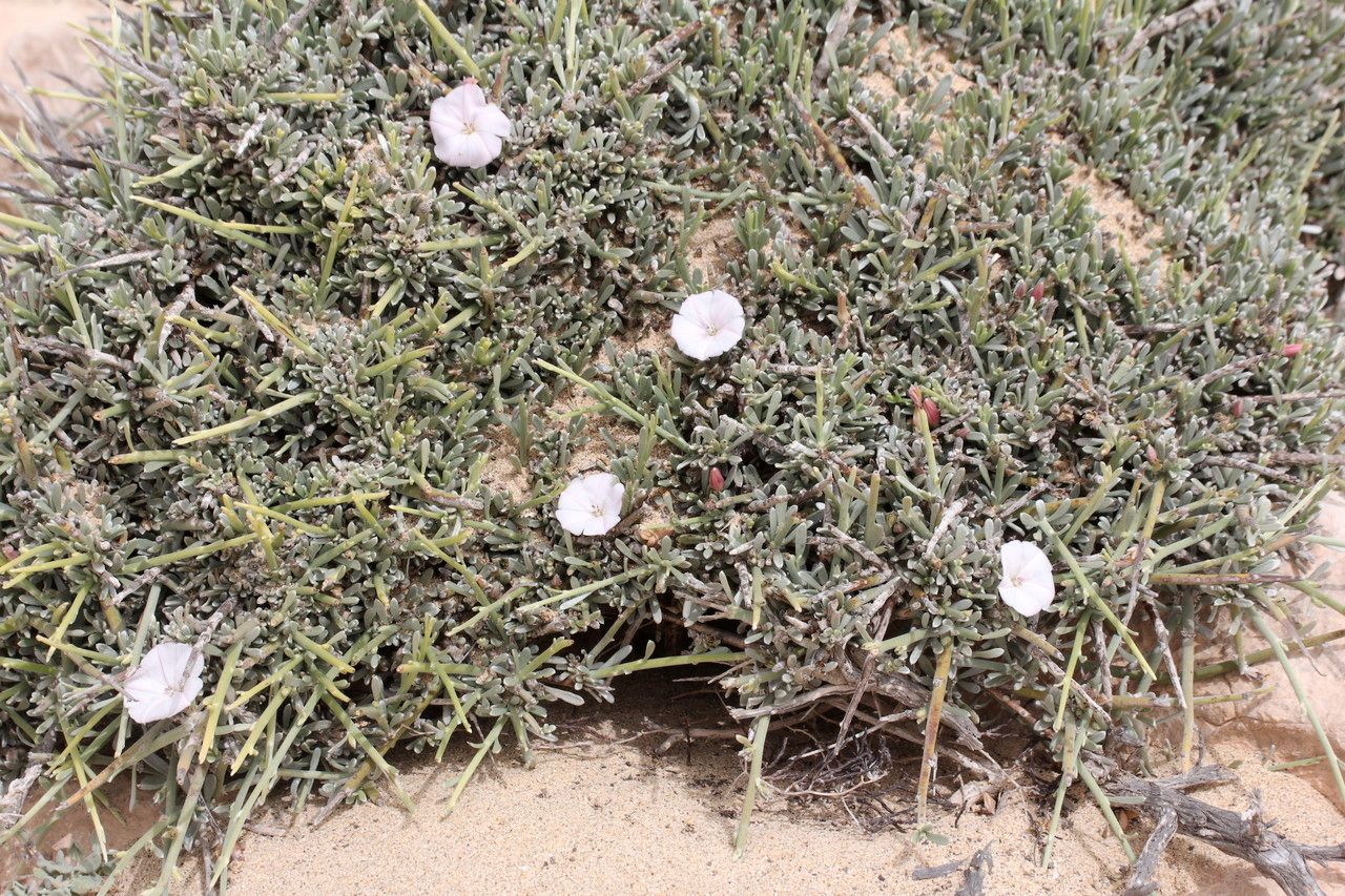 Convolvulus caput-medusae habit