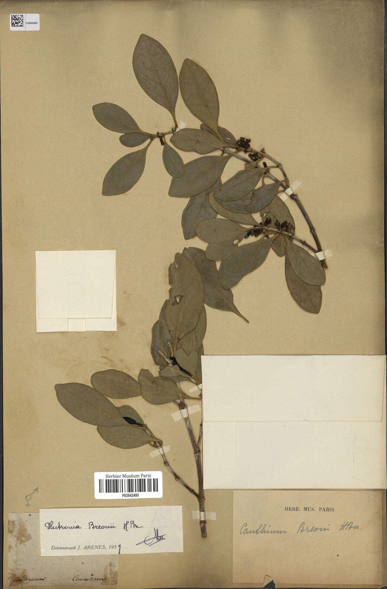 Pyrostria breonii — houseplant care guide