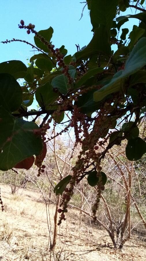Coccoloba caracasana fruit