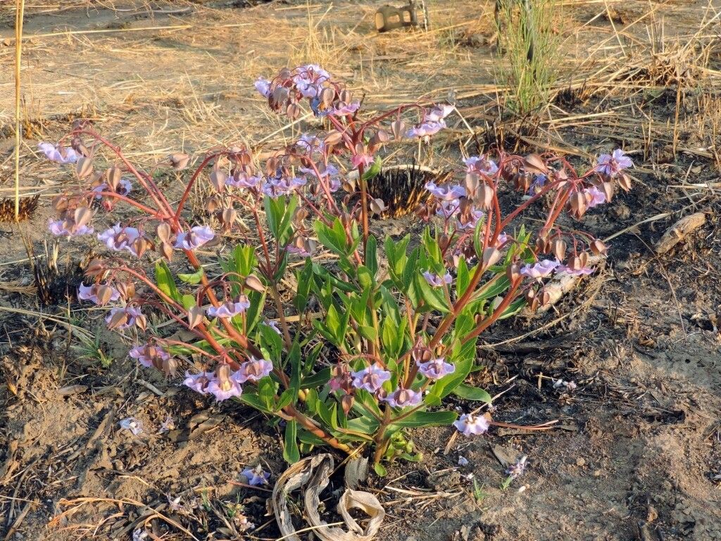 Trichodesma ambacense habit