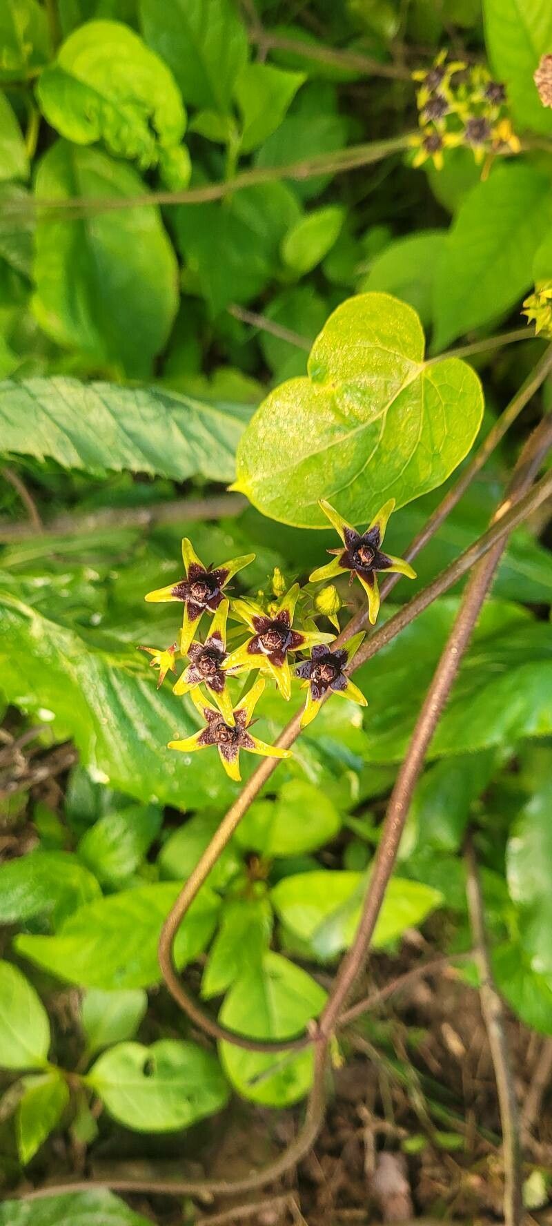 Gonolobus suberosus flower
