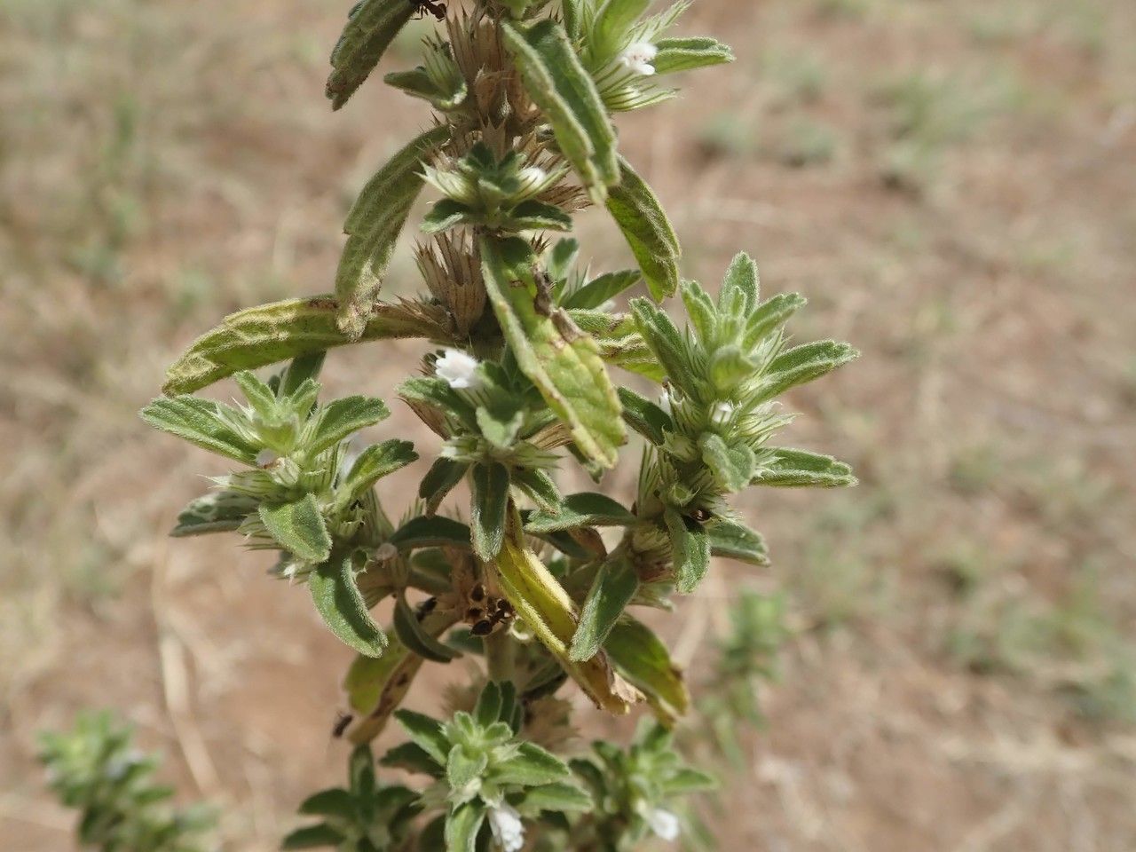 Leucas neuflizeana leaf